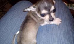 Purebred Chihuahua puppies, 2 males, 10 weeks old, family raised, no papers or shots, should be 5 lbs or less full grown, serious inquiries only, $350 each... please text (315)409-3458
