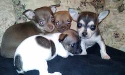 Purebred Chihuahua puppy, male, 7 weeks old, family raised, no papers or shots, very sociable, parents on premises, serious inquiries only, please call or text (315)420-8321 for more details.
