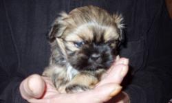 we have 1 tiny male puppy left. he is 8 weeks old, been to the vet, had his shots and been dewormed. he will be 4-5 lbs as an adult. 400.00 www.howefarmschihuahuasandminis.com