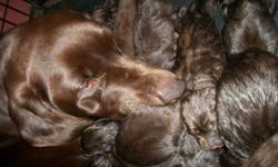Purebred AKC Reg. Chocolate labs, Our beautiful babies were Born on 3/25/14 1 female $650 and 1 male $600. left don't miss out on these beautiful healthy vet check precious babies!Both parents on premises. Dew claws removed ,worming, first shots and vet