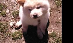 Cream male chow chow puppy looking for a new forever home. Enjoys playing or inside with toys. Puppy has had first shots. He has been raised in our home with other pets and children. The parents of this dog are on site and have loving personalities.