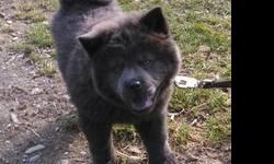 Blue female chow chow puppy looking for a new forever home. Enjoys playing outside and cuddling. Puppy has had first shots. She has been raised in our home with other pets and children. The parents of this dog are on site and have loving personalities.