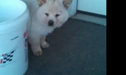 This cream male chow chow puppy is looking for a forever home. He is 9 weeks old and enjoys playing with toys. He has had his first shots. He has been raised in a house with other dogs and cats. He has been exposed to children and enjoys playing with