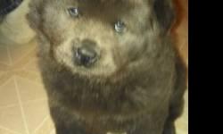 Looking for a forever home. A blue female puppy 9 weeks old. She has had her first shots.This puppy has been raised in a home and has a playful personality. She enjoys cuddling with others and loves going outside. Puppy has been exposed to children, other