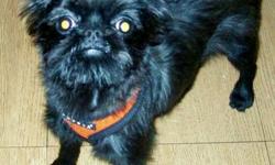 Pure Breed Female Brussels Griffon 10 months old, extremely playful and cute, she is only 5 pounds will not be bigger, you can take her anywhere, loves walks, rides, housetrained and UTD with her shots, not spayed. This is not a common breed. I will not