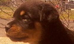 Gorgeous purebred young female German Rottweiler Puppies for sale.
( CHAMPION BLOODLINE )
Date of birth, March 24 2013
C.K.C. Registry litter number -----------
Dad's Weight 100-110 Lbs.
Mom's Weight 95- 105 Lbs.
Parents are working dogs.
All puppies come