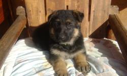 Purebred German Shepherd Puppies. Raised with Children,Very Intelligent, Loving, Loyal ,Pets. Unsurpassable as a protector and companion. Parents are A.K.C. registered German and American Lines.Working, Show, SCHH3 DNA and OFA good. Shots and Wormed .will