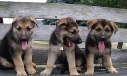 Purebred German Shepherd Puppies, Very smart, Love to be Loved. I have a daughter 8 months old, the puppies love to be with her. I have Three Females, One Male Call 607-226-5335 Shots and Wormed, I have Mom and Dad.