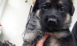 One purebred male German Shepherd puppy left out of a small litter of three.
Black and tan. Ready to go Saturday June 8th. Very well socialized with other dogs, kids, cats, etc. Puppies are raised inside our home with the family, not in a kennel.
Will be