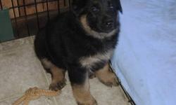Purebred German Shepherd Puppies Very Intelligent, Loving, Loyal Pets. Unsurpassable as a Protector and Companion. Surperb Learners. Love Children, Raised Underfoot. Parents are A.K.C. Registered with Champion, SCHH3 Lines. Working and Show. Call