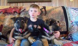 Beautiful Purebred German Shepherd Pups. They are very easy to train. smart, loving, loyal and protective.big boned,dark. They love Children,doing well on going outside to pee and poop. Shots and wormed. call 607-847-8025