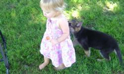 I have Beautiful Purebred German Shepherd Puppies. Parents are A.K.C. Registered. They are in my house, with my children most of the time, they go out to go to the bathroom. Very intelligent, love everyone Come and take your pick They won't last long at