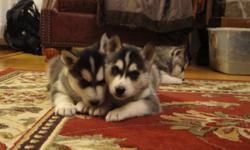 Siberian Husky pups, Healthy and ready to go. Dewormed,first vet visit and first shots! 3 Males $450. Please contact me at (315)749-6622 for more info. Thank you.