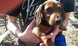 Adorable loving, healthy, playful mini dachshund. Born on Jan.25,2013. Health Check and 1st set of shots.. Parents live here and are available for meeting. Purebred, no papers, pets only. Call about your new best friend/s. Last two photo;s are mom and