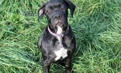 2 female cane corso puppies for sale
Born 6/5/12 of Dharma Doggies Bella Lucia and Manganiello's Cappuccino
1 - Black with white chest marking "Nera Bella"
1 - Blue "Khaleesi"
Both are wonderful girls - friendly, outgoing and playful.
Tails are docked and