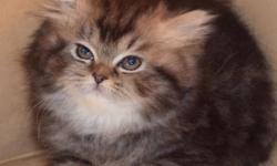 I have two purebred Persian kittens available. They are 8 weeks old. They have been vaccinated, health certified, de-wormed. They are litterbox trained and eating solid food. The first girl is a torti Persian female. Her eyes are just starting to turn