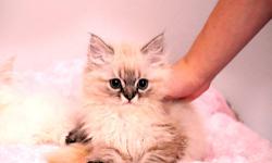 10 week old male persian kittens for adoption.
They are purebred but papers are not available.
First baby is flamepoint male and second baby is seal point male.
Seal point male was runt of his litter so he is alot smaller than
the flamepoint male. Both