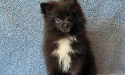 I am a beautiful dark chocolate/almost black male Pom puppy. I have been vet checked, shots, wormed and come with a health certificate. I am a very laid back little guy with a quiet nature--not barky at all. My parents are both AKC Reg. and are here for