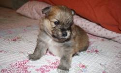 I have three purebred pomeranian pups born on January 14th. Two males and a female. Parents are onsite, they are our pets. This is their first and only litter. Mom is a red parti and dad is a cream sable. Pups will see the vet at 8 weeks. They will