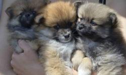 Beautiful, healthy, loving and playful purebred Pomeranian puppies. Born 4-9-13, up-to-date on shots and de-wormed. Ready for their forever homes! They go along with other dogs, kids and easy to take care of. They are already potty trained. Chocolate