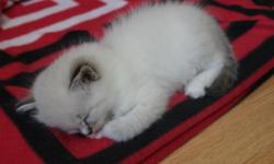 Super breeding/show quality kitten with lovely personality. Her base color is either Chocolate or Seal carrying for Chocolate and she could also carry one dilute gene. She is mitted with a blaze and has the lynx pattern (tiger stripes) over her point