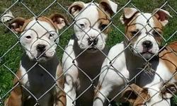 For Sale Adorable American Bulldog Puppies. See pics of parents and more information at www.bluecollaramericanbulldogs.com Pups are ready to go to new homes now. Come with registration papers, first set of shots and health certificates.. Don't miss out on