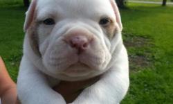 For Sale purebred registered American bulldog puppies. Only one female available...beautiful puppies. Awesome temperament. both parents are on location. Comes with first set of shots, health certificate and puppy registration papers. Call Bob today at