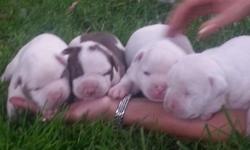 Adorable Purebred Registered American Bulldog puppies for sale. Available (2) Females...Mother and Father on site. Comes with first set of shots, health certificate and registration papers. Call Bob today at 585-331-0810 ...also visit website at