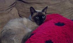 Purebred gorgeous Siamese cat 1 yr old female great wuth other pets and kids..so loving! Please call or text 7165810851