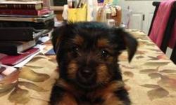 I have 5 Toy Yorkie Puppies. I have 3 boys & 2 girls. I own both the mother & father. The mother is a Blonde & Silver 6 lb yorkie & the father is a Black & Tan 4 lb yorkie. The parents are pure breed yorkies. The puppies are currently 6 weeks & will be