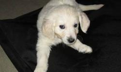I have 5 adorable female White English Cream Golden Retriever puppies born in November. Have all been vet. examined and received shots. Will have AKC papers. Champion bloodlines. Both parents are on premises and puppies were born and raised in home.