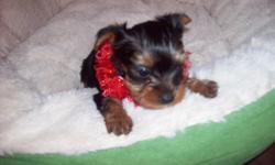 I have a litter of purebred ( no papers ) yorkie puppies mom is a party yorkie (51/2#)dad is black and blond (4 and ahalf#) so the pups carry the party gene there is 6 females they are almost 7 weeks old tails are docks, dew claws done, will be ready on