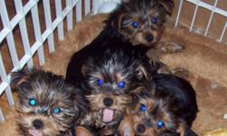 I have a litter of purebred ( no papers ) yorkie puppies mom is a party yorkie (51/2#)dad is black,silver and blond (4 and ahalf#) so the pups carry the party gene there is 4 females left they are 10 weeks old tails are docks, dew claws done. They are