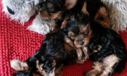 Purebred Yorkie Pup born on March 29th. 2014
2 males & 1 female (male $1000 female $1200)
They are healthy, happy, affectionate and playful.They are available by "pick up only". You are welcome to visit the puppies and mother. They will grow small about