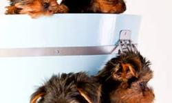 Purebred Yorkies. One female available. Pups are 4 months of age and range form $975 Please visit www.breadbasketpuppies.com for more photos. Call 631-905-3882. Thank you.
Lic. by department of agriculture
