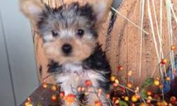 Ready for a forever home!!! 9 wks old, blk & tan female purebred Yorkshire Terrier. 1st shots, dewormed, vet checked, approx.1.5 lbs. both parents weigh approx. 5 lbs. Very friendly, loves to cuddle!!! Already good start on paper training!!