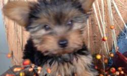 READY FOR A FOREVER HOME!!!!! 10 wks old, blk & tan male purebred Yorkie! 1st shots, dewormed, vet checked, approx. 1.5 lbs. Both parents weigh approx. 5 lbs. Good start to paper training, very friendly & loves to cuddle!!! This little fella (whom we call