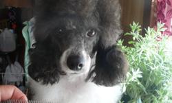 Deep black Non faded mini poodle about 12 lbs shes welped 9-16-2012 at 2 yrs old she had her first litter pups this jan.& a very good mother...
My issue shes a fence climber & sneaky I usally try to leash her but up & over she goes straight to the