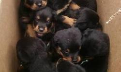 Purebred German Rottweiler Puppies for sale.
Date of birth March 24, 2013
C.K.C Registered litter.
Dad's Weight 127
Mom's Weight 107
Champion Bloodline
Parents are working dogs.
All puppies come with current Vaccination, dewormed, Tails cut, & papper