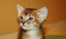 Abyssinian Kittens 2 ruddy girls, rudy boys. They are pet/show quality purebred kittens available with best of pedigrees. All of our cats and kittens are registered with the CFA. Most importantly, our cats are healthy. I raise high quality Abby according