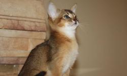 Pet/Show Quality Abyssinian Kittens.
They are pet/show quality purebred kittens available with best of pedigrees.
All of our cats and kittens are registered with the CFA. Most importantly, our cats are healthy.
I raise high quality Abby according to the