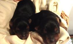 Two all black and one tan.
Born in June 2014