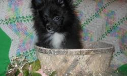Here is the perfect Easter present!! Beautiful little black with white markings Pom. Ready To Go! Mommy is a 5 pound Blue Merle and Daddy is a 3 pound Orange Sable. He is being raised in my home and NOT a kennel. He is very well-socialized and smart too!