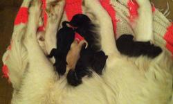 Adorable Great Pyranees/Standard poodle puppies. Born 1/15/13. 7 all together 4 males, 3 females. Large and healthy. Mom is sweetest dog on planet - loves children and all pets. This is her first and last litter. Poodle is my parents pet. Very nice - good