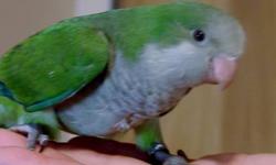 SEMI-FRIENDLY QUAKER PARROT. CAGE INCLUDED.