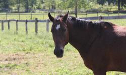 Quarterhorse - Julius - Medium - Adult - Male - Horse
Julius is a sweet red roan QH. Approx. 15HH and around 15 y/o. He was part of a rescue of 14 horses from a hoarder in upstate NY. He is currently being trained. Interested in adopting or fostering