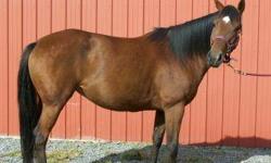 Quarterhorse - Lavender - Large - Adult - Female - Horse
Lavender is a very quiet, well mannered chestnut mare about 12 years old and14.3 hands. She rides very quietly and has wonderful ground manners. A very sweet, sound, sane mare that we bought from