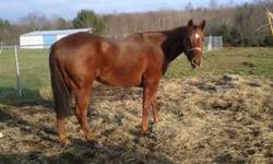 Quarterhorse - Magnum - Medium - Adult - Male - Horse
Magnum is a 12 year old Quarter Horse gelding. He stands 15.1 hands high and is a beautiful chestnut color with a stunning white star on his forehead. He is well broke, has good ground manners, gets