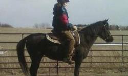 Quarterhorse - Sweetie - Large - Adult - Female - Horse
Sweetie is a very quiet, well behaved 14.2 hand, 12 year old black mare. She is very gentle under saddle but a bit green. She is willing to do what you want once she understands. Begin Again bought