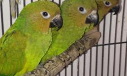 Queen of Bavaria conure bomded young GORGEOUS PAIR!! Selling together as a pair, banded, must have permit thats the Law!! email me thanks